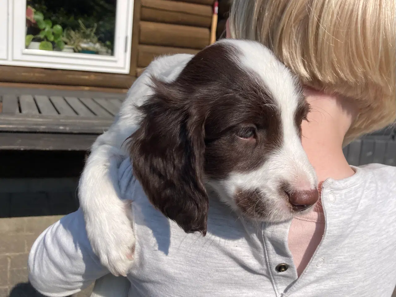 Billede 9 - Springer Spaniel 8 uger den 26/6