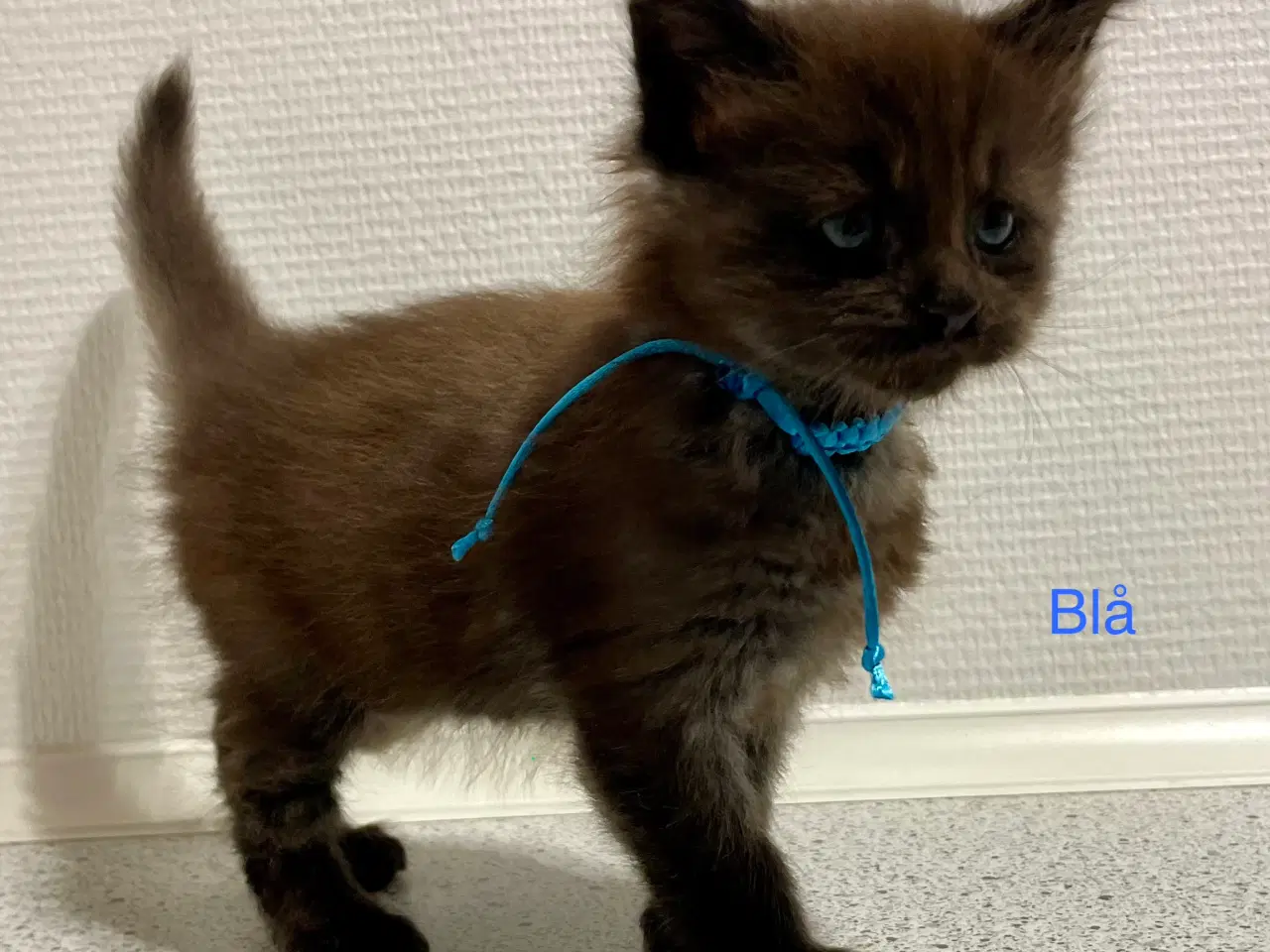 Billede 1 - Maine Coon Killinger