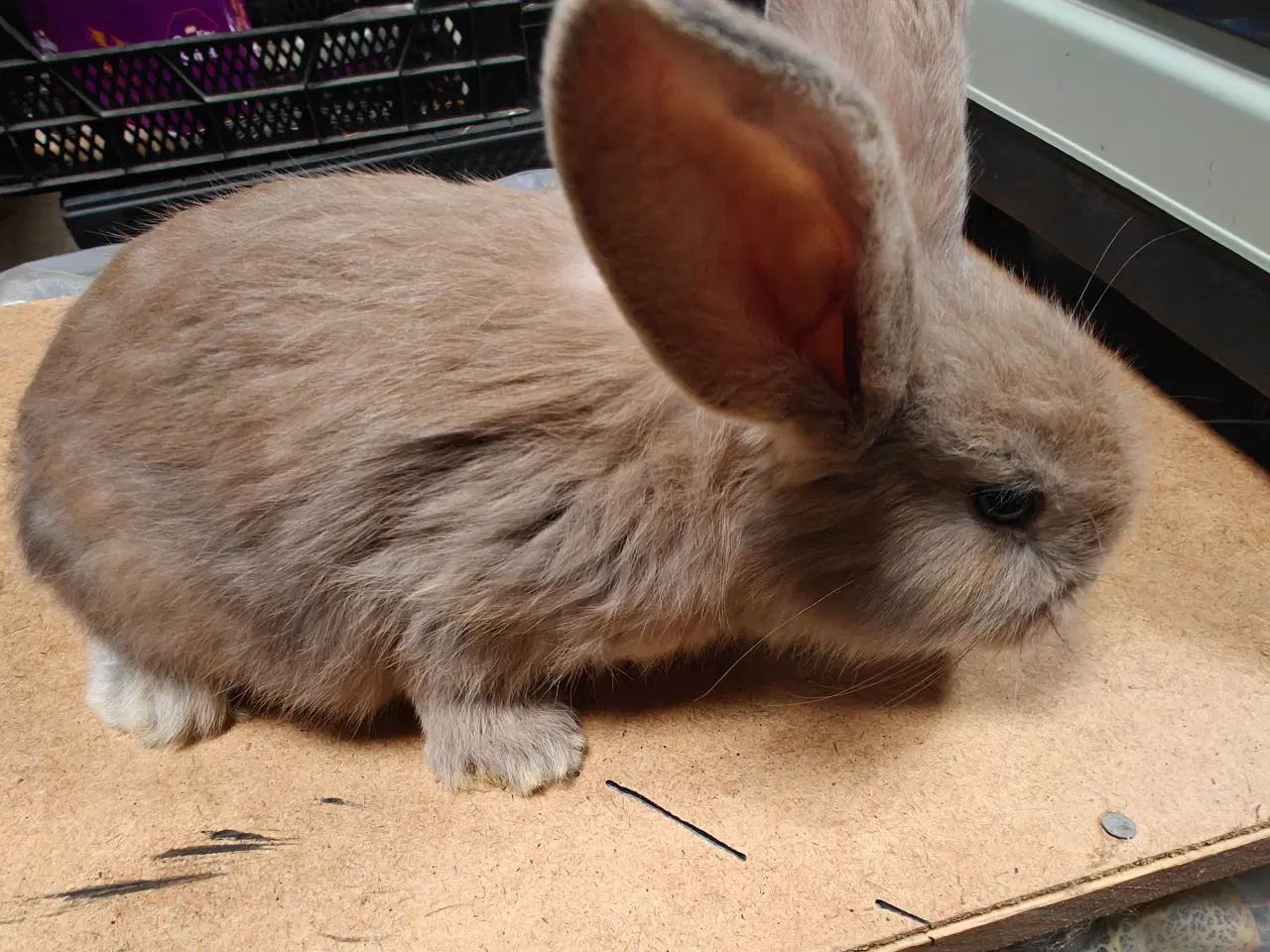 Billede 3 - Fransk vædder 