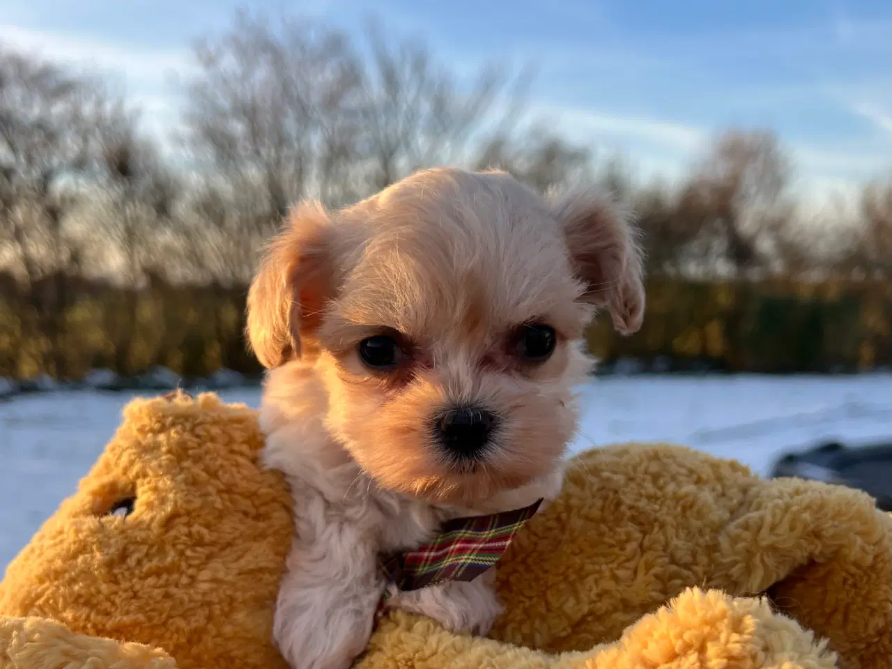 Billede 5 - Mini Maltipoo