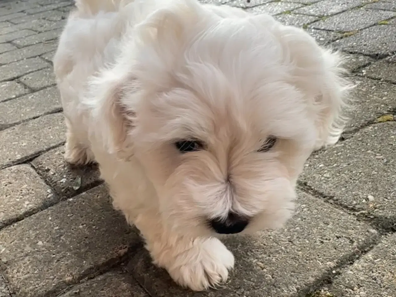 Billede 2 - Coton de Tulear hvalp 8 uger 