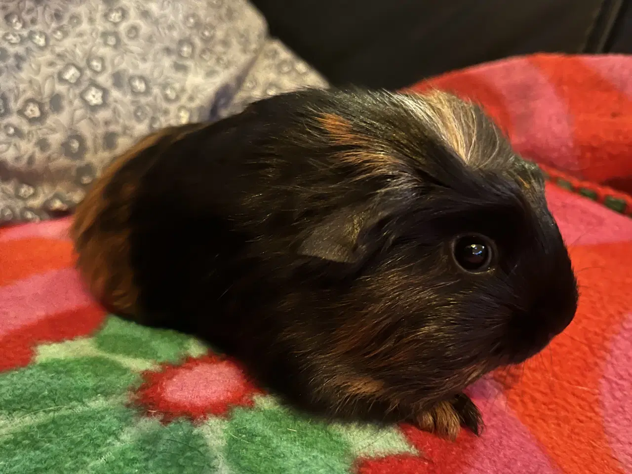 Billede 7 - Marsvin, han