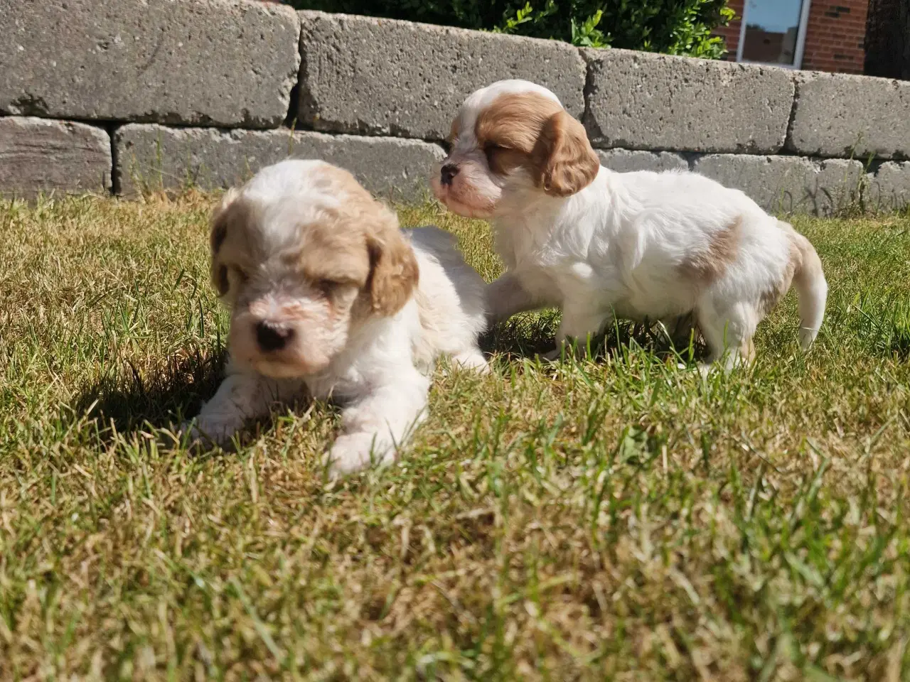 Billede 12 - Cavapoo