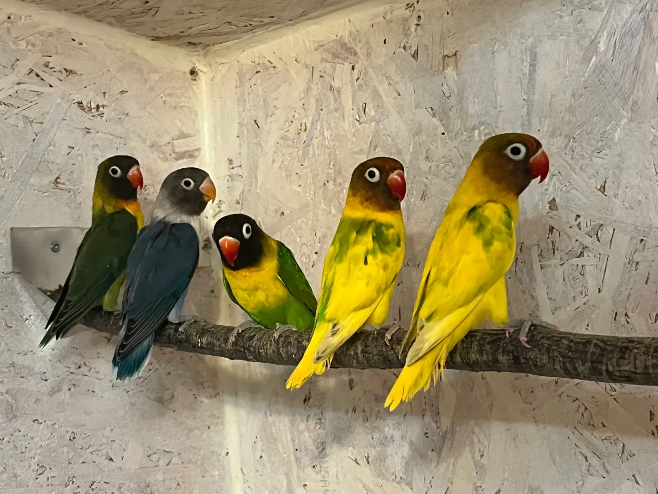 Billede 1 - Sorthovedet Dværgpapegøje 