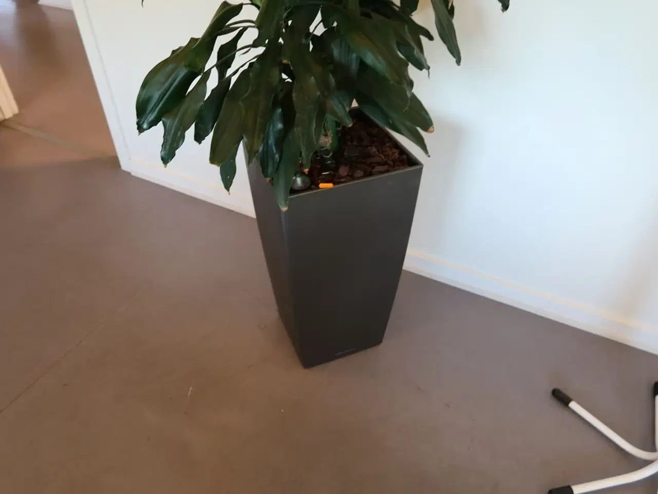 Billede 2 - Plante i krukke