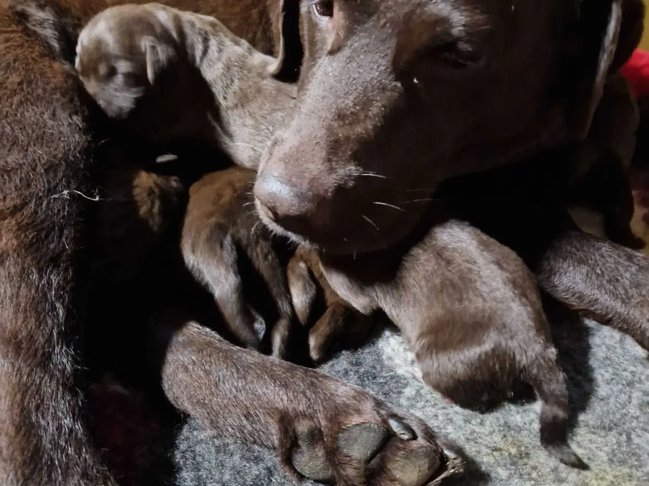 Billede 1 - Labrador hvalpe  