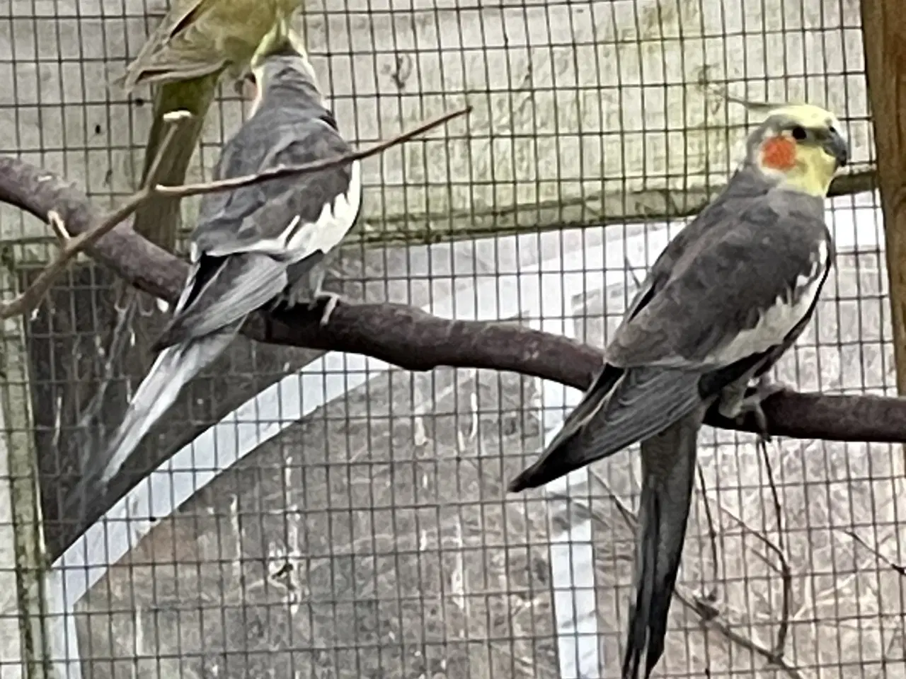 Billede 3 - Grå nymfeparakitter