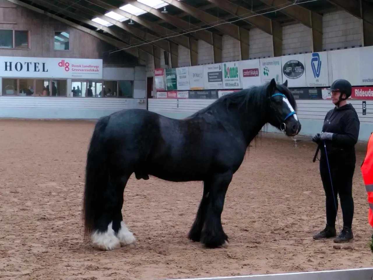 Billede 1 - Gypsy Vallak 