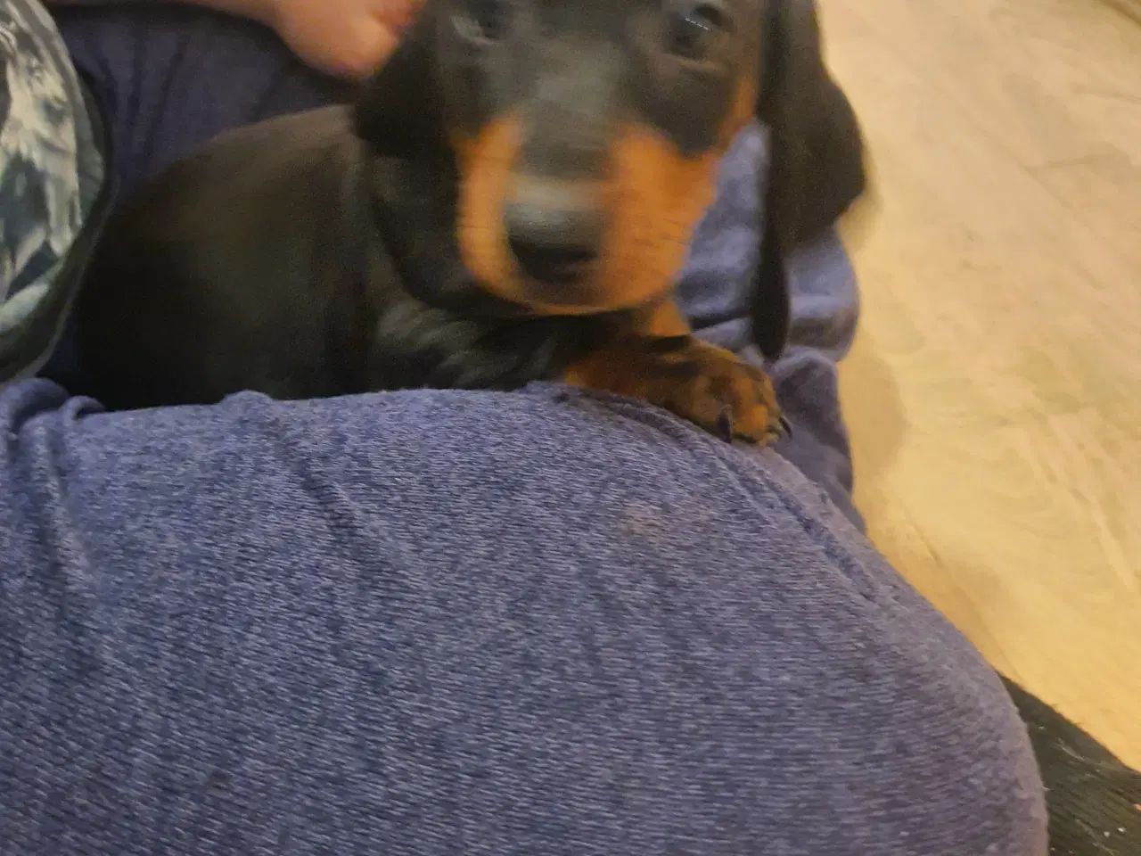 Billede 6 - Mini Gravhunde