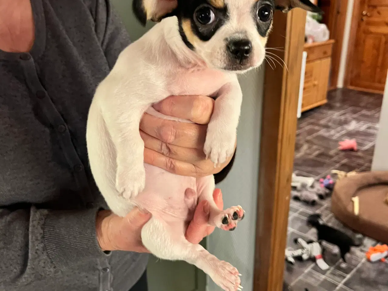 Billede 12 - 3 skønne hanhvalpe søger nyt, kærligt hjem. 