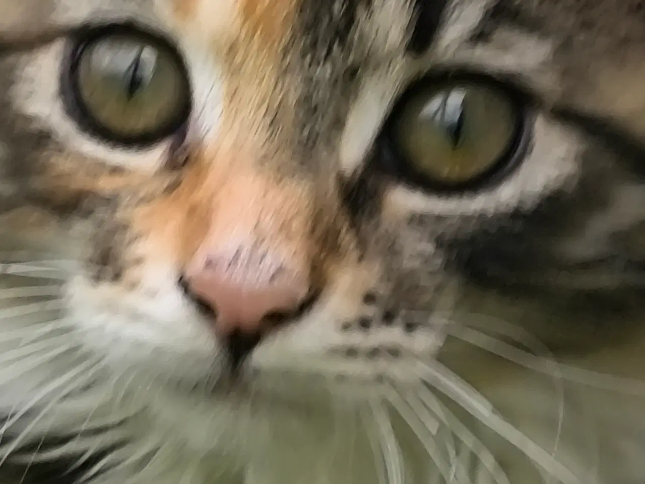 Billede 1 - Main coon/skovkat killinger 