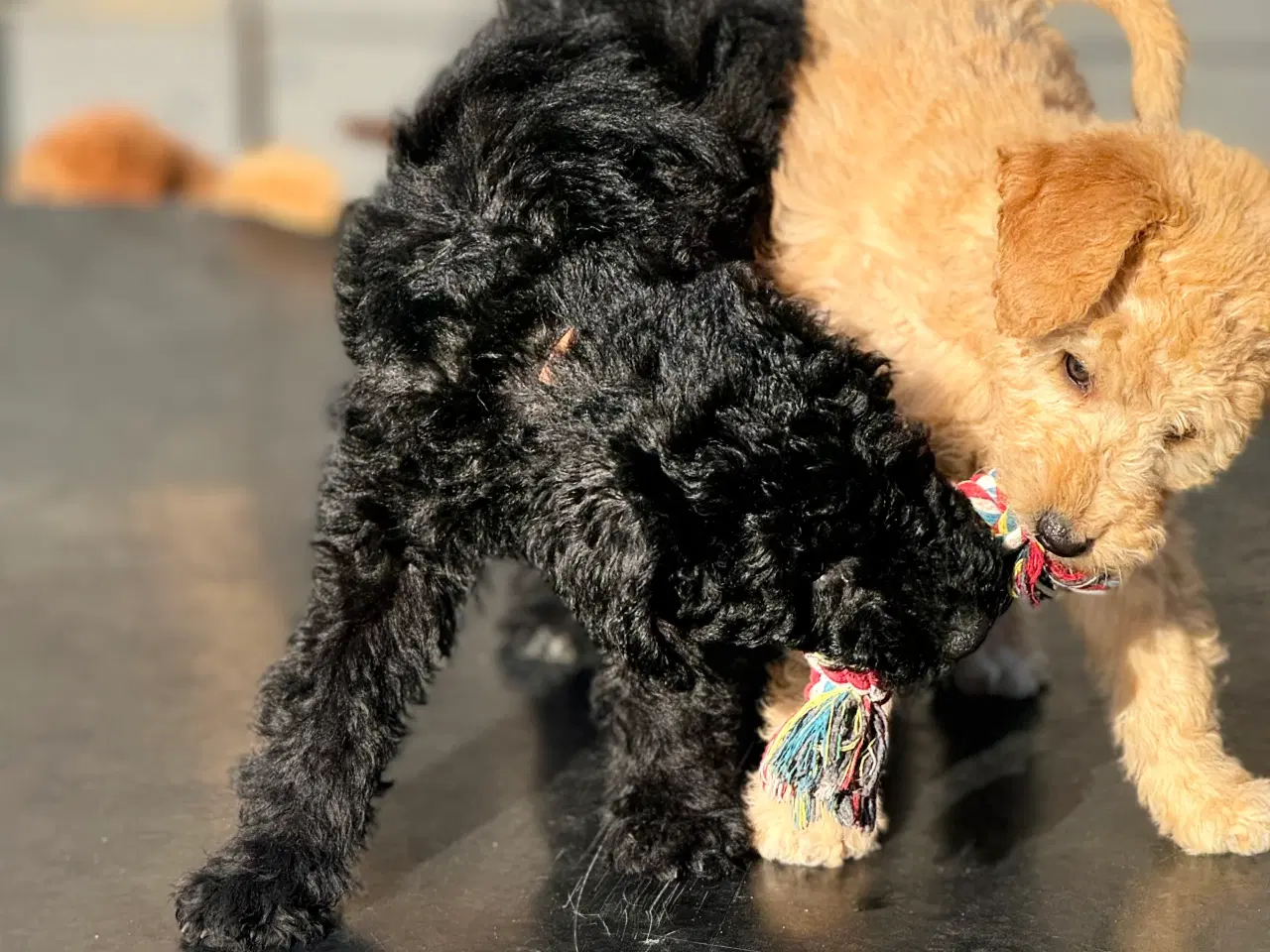 Billede 6 - Ny Pris ! Goldendoodle  mellem str Rejseklar 