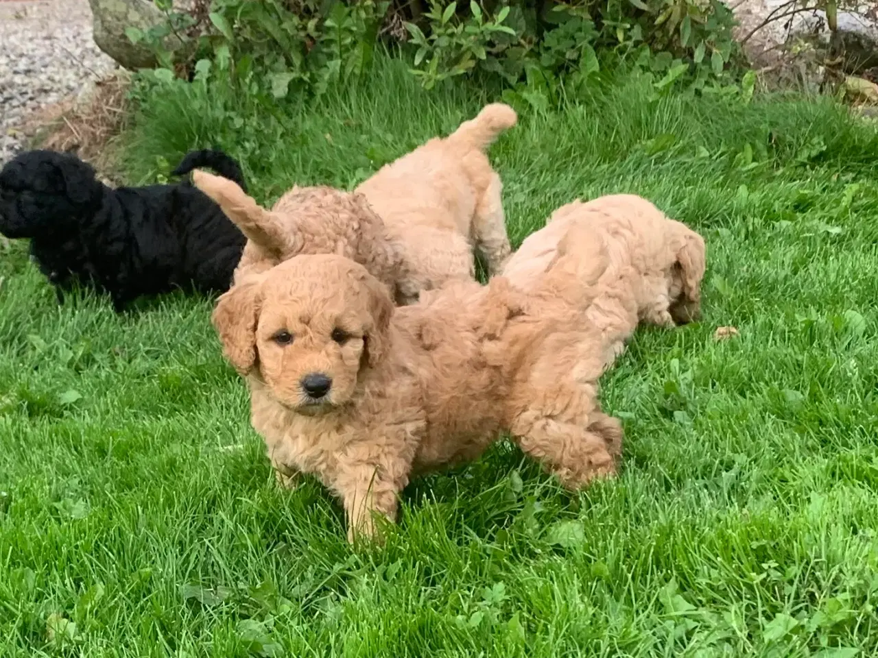 Billede 1 - Mini Golden doodle F1B babyer 