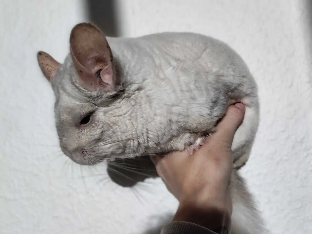 Billede 2 - Tam Chinchilla Hun ❤️