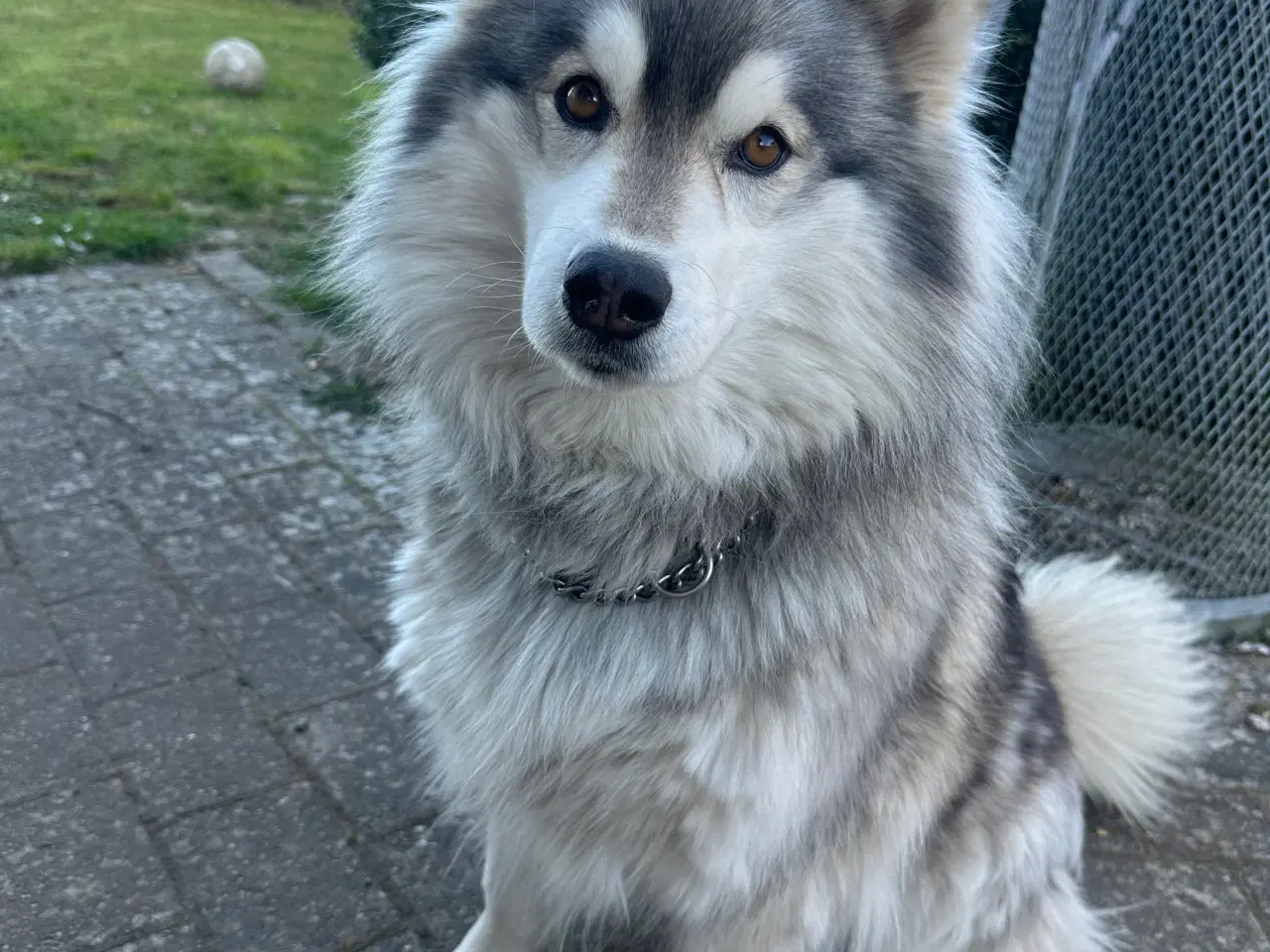 Billede 5 - Husky 5 år. 