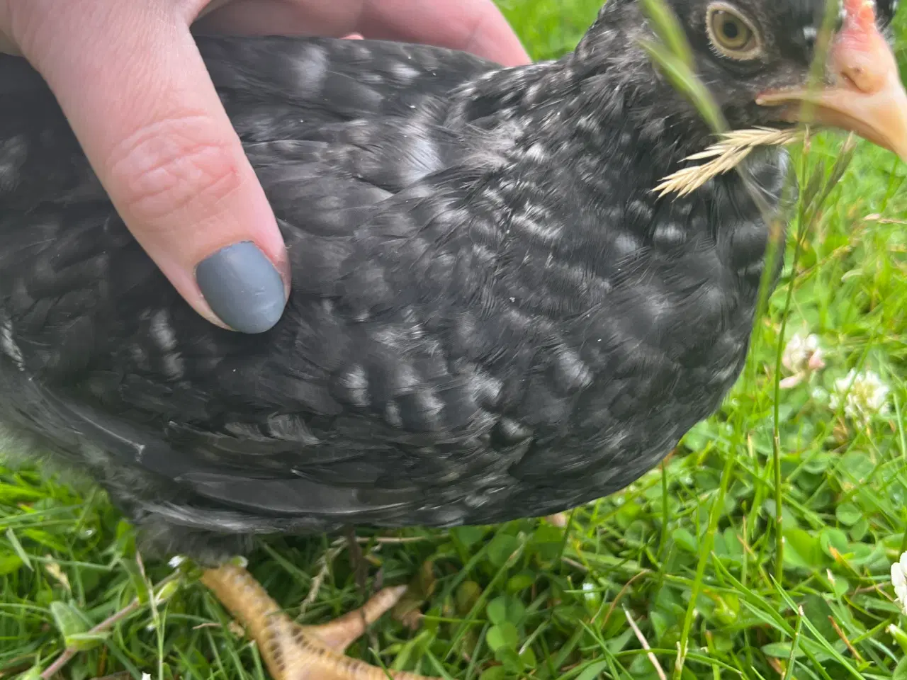 Billede 2 - 🐓🌈 Farverolle-hane søger nyt hjem! 🌈🐓