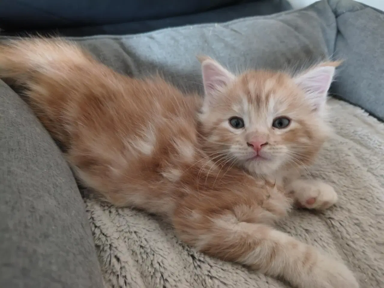 Billede 4 - Maine Coon killinger 8 uger flytteklar om 4 uger, 