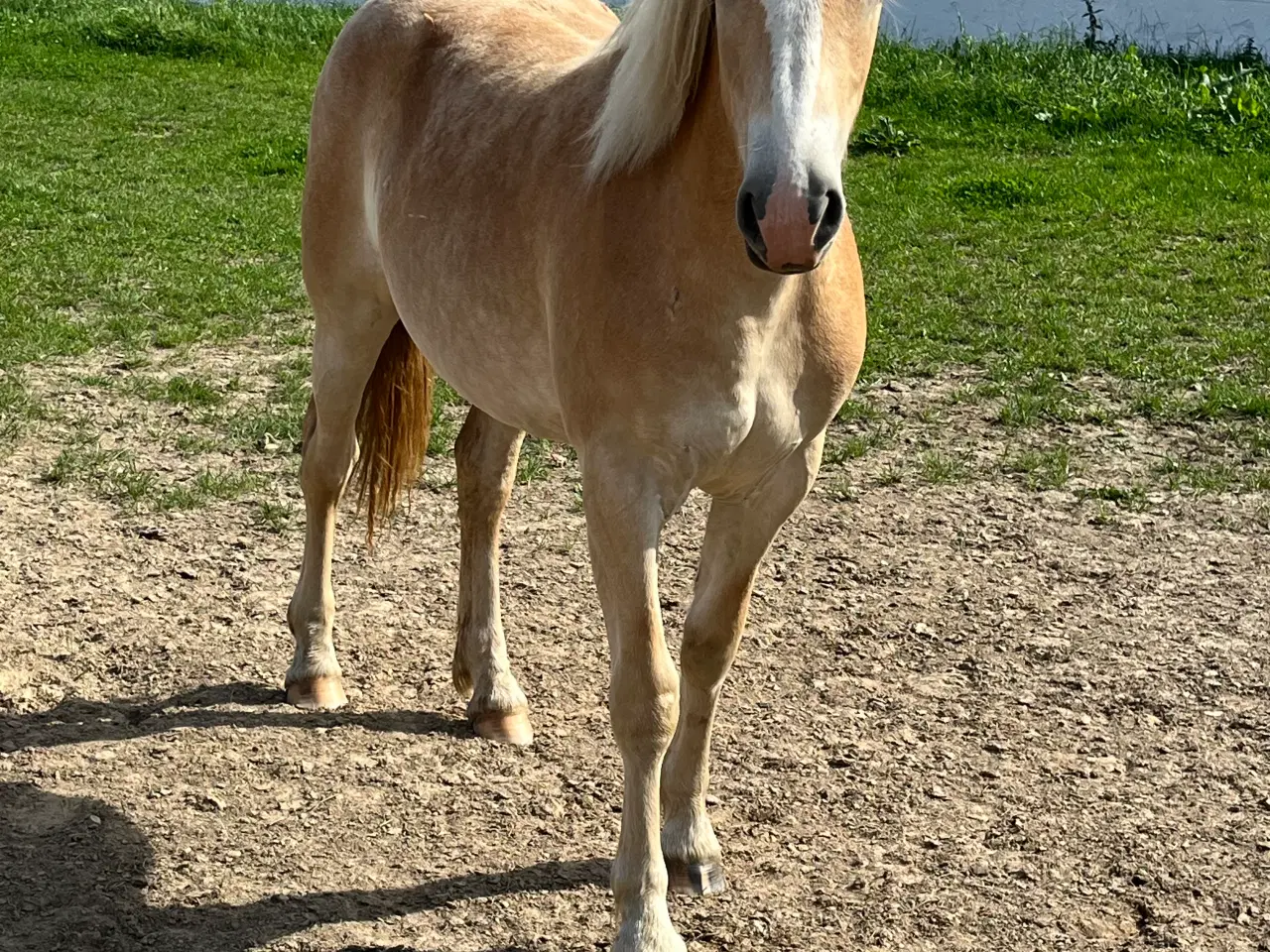 Billede 6 - 1 års haflinger hoppe efter 1 klasse forældre