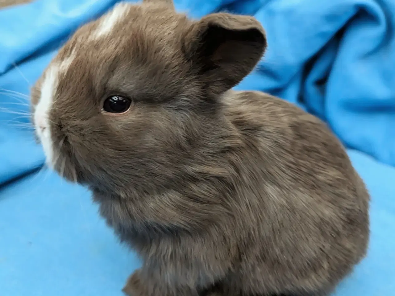 Billede 1 - Hermelin/minilop kaninunge sælges 