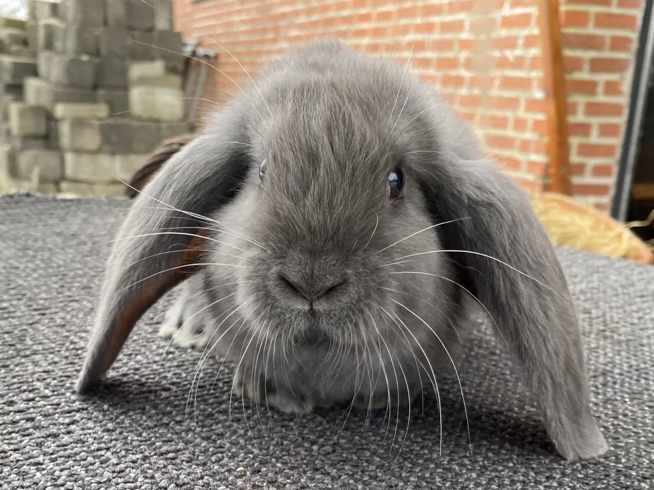 Billede 7 - FRANSK VÆDDER HAN BLÅ