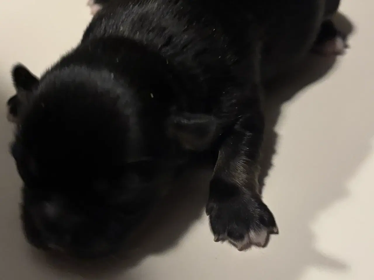 Billede 1 - Chihuahua