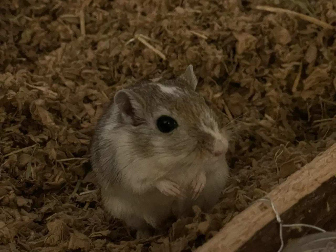 Billede 3 - Ørkenrotter piger 