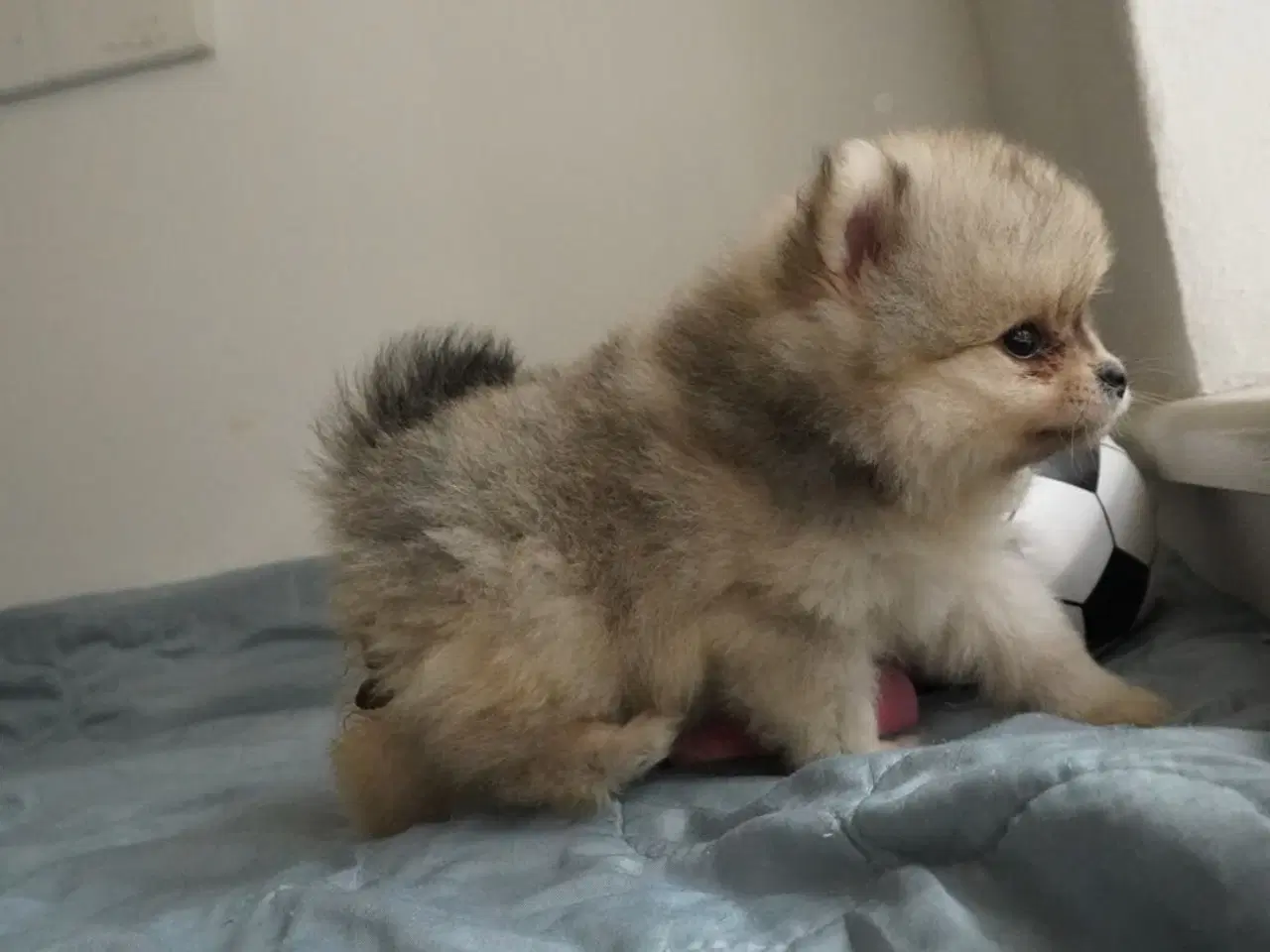 Billede 3 - Mini Pomeranian