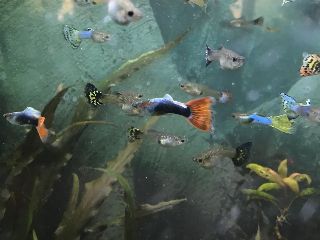 Billede 6 - Guppy voksne