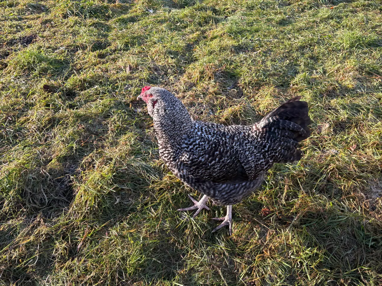 Billede 4 - Flotte hanner