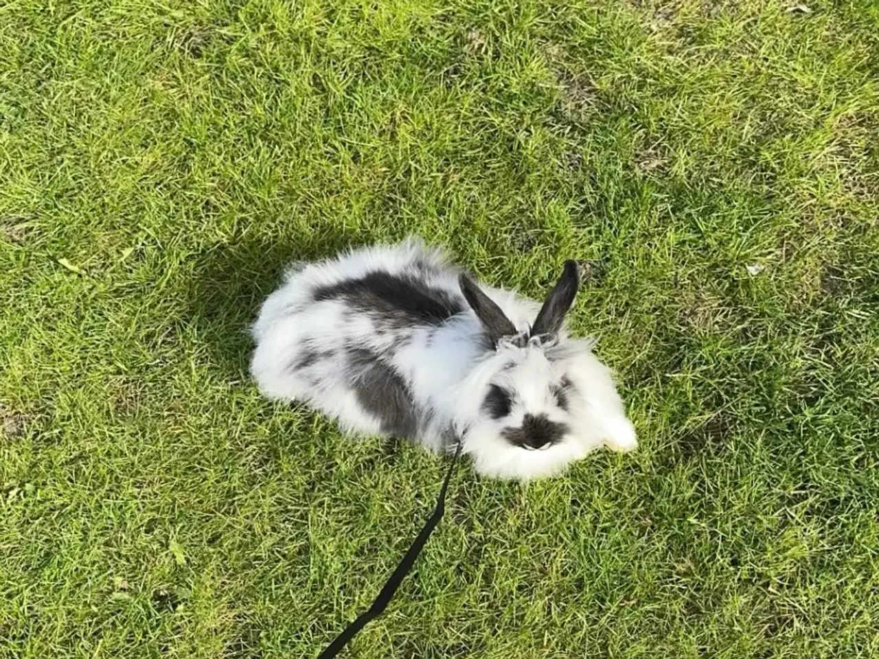 Billede 1 - Sød kanin