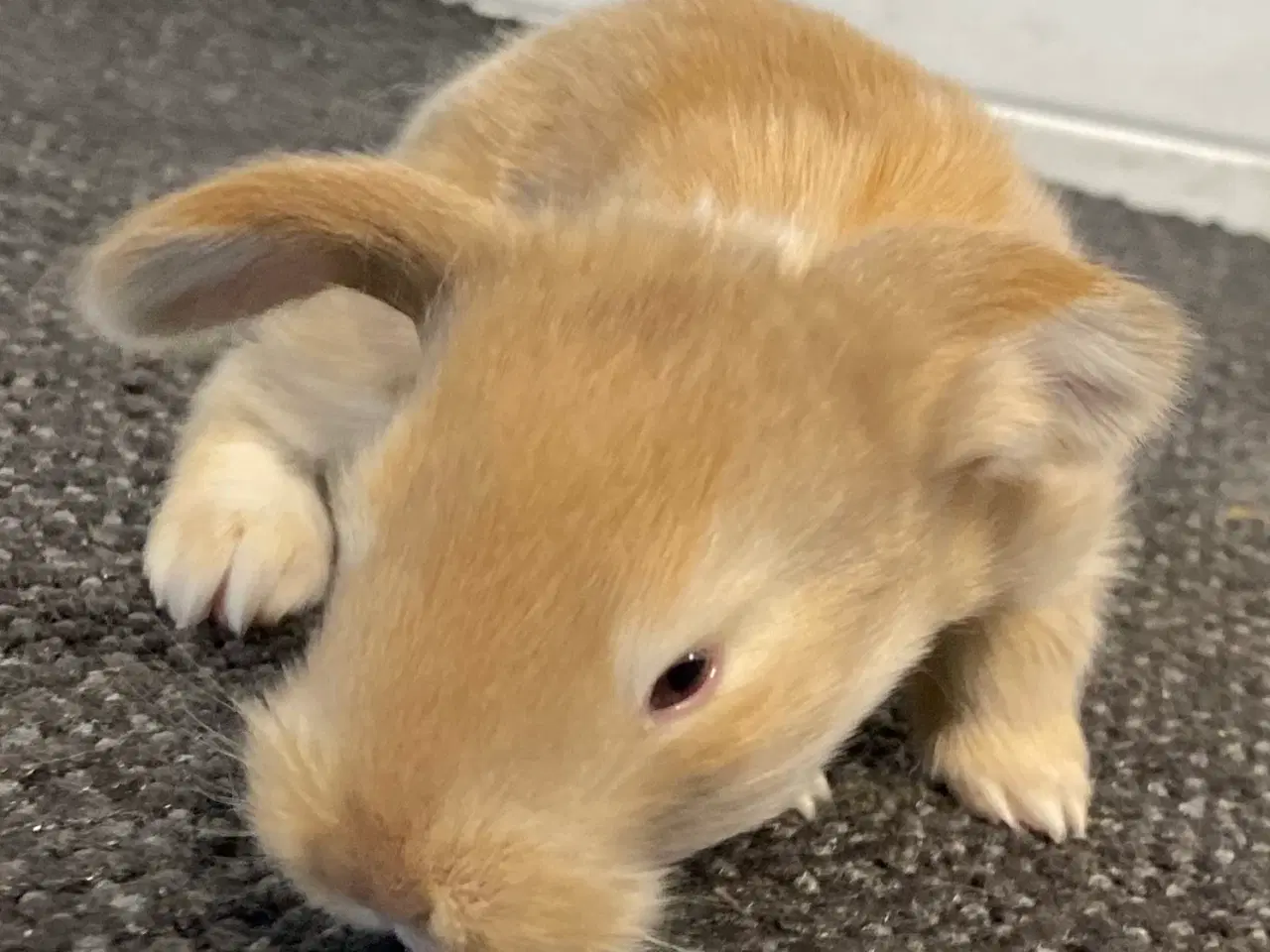 Billede 5 - FRANSK VÆDDER HAN GUL