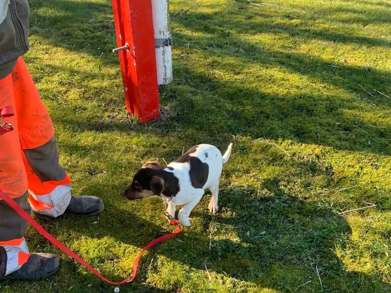 Billede 3 - Skøn han hvalp søger nyt hjem. 