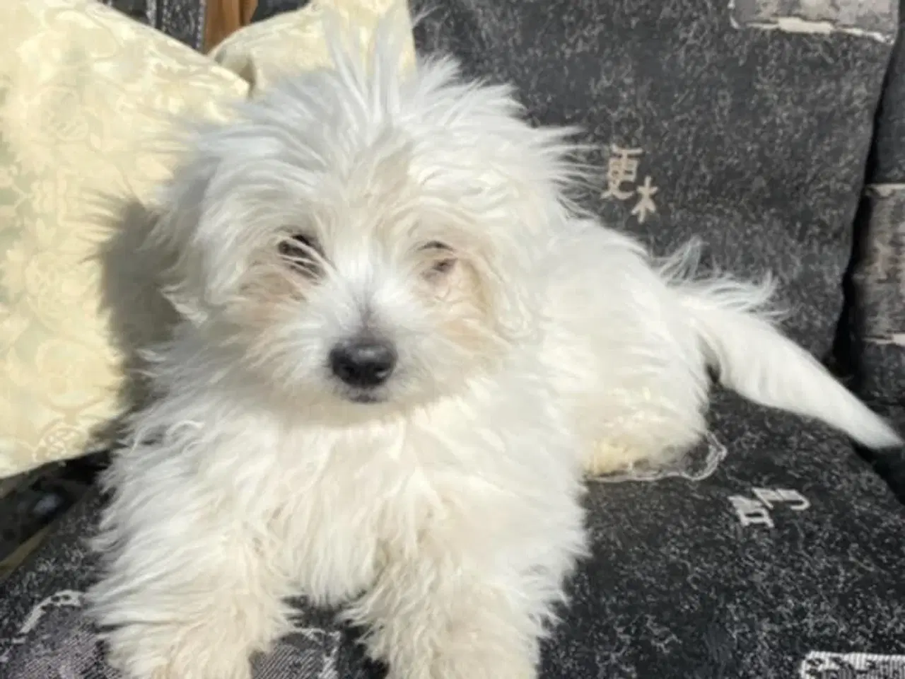 Billede 1 - Coton de Tulear piger søger nye familier