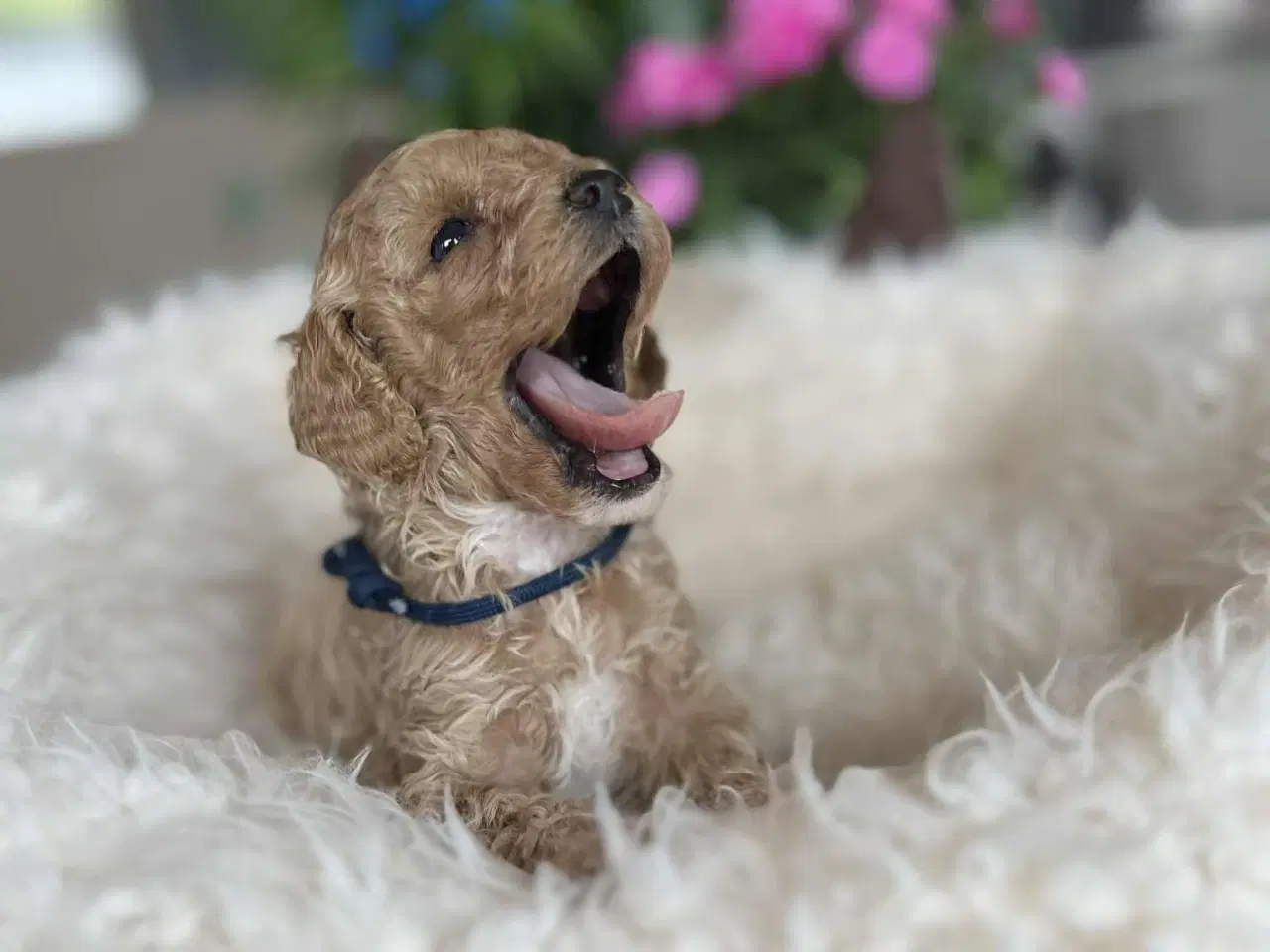 Billede 14 - Maltipoo tæve 