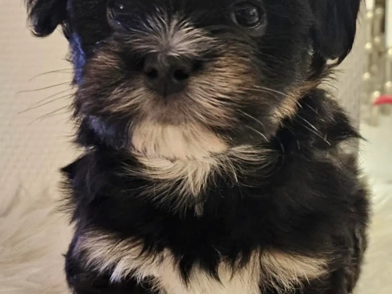 Billede 10 - Bishon havanaise tæve med DKK plus stamtavle 