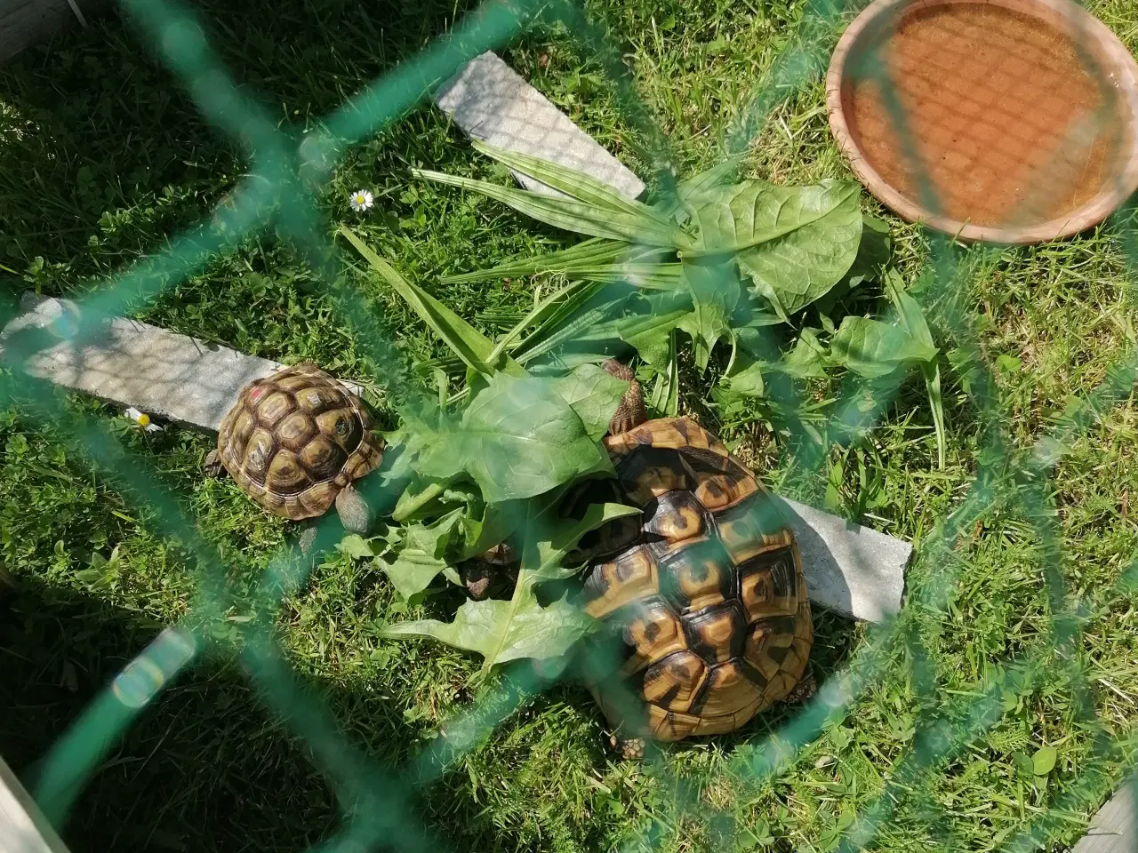 Billede 1 - 3 græske landskildpadder med cites sælges