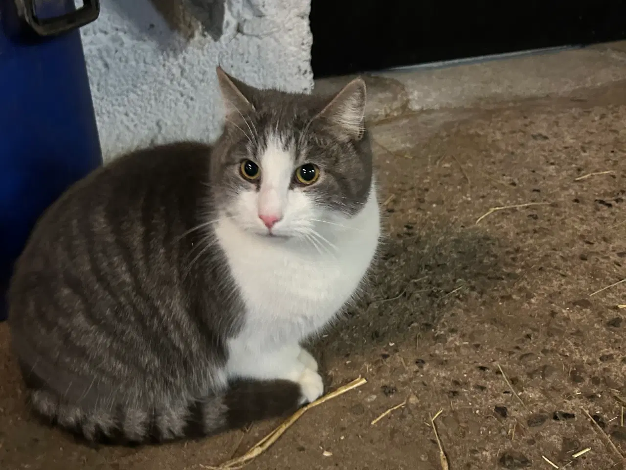 Billede 2 - Katte, to brødre søger nyt hjem