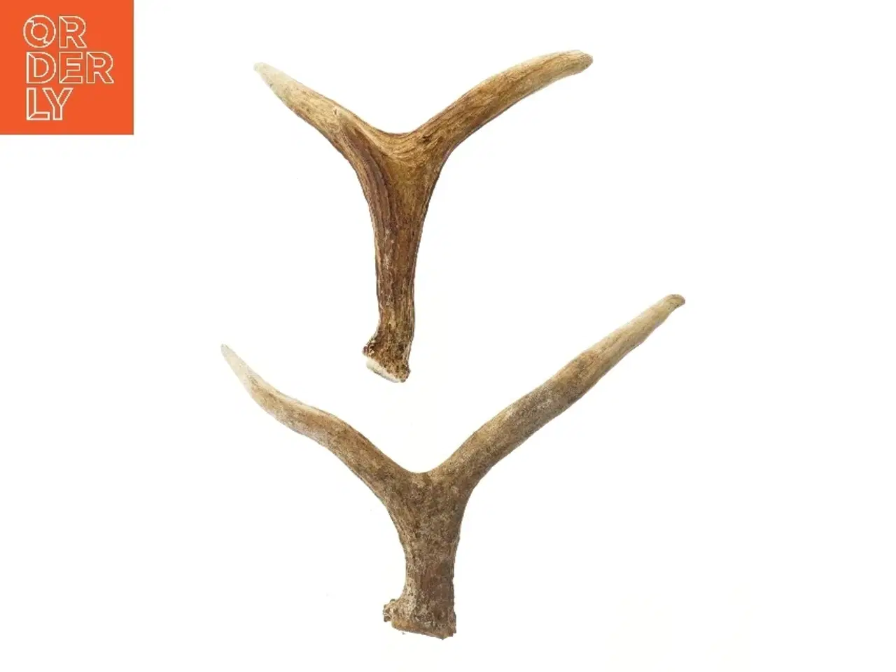 Billede 1 - Hjortegevir dekoration (str. 33 cm)