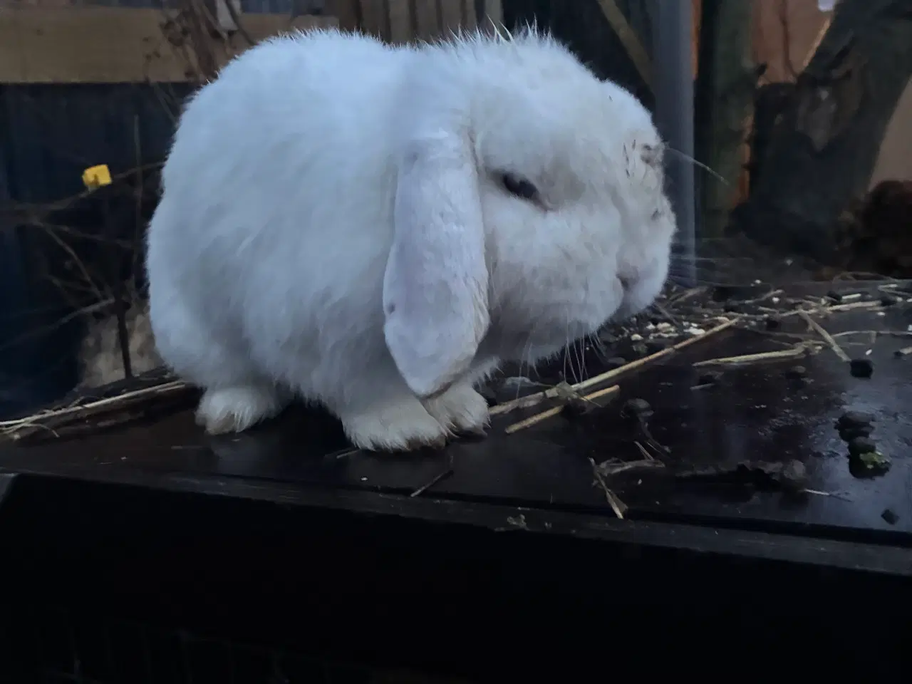 Billede 1 - Dværgvædder med blå øjne