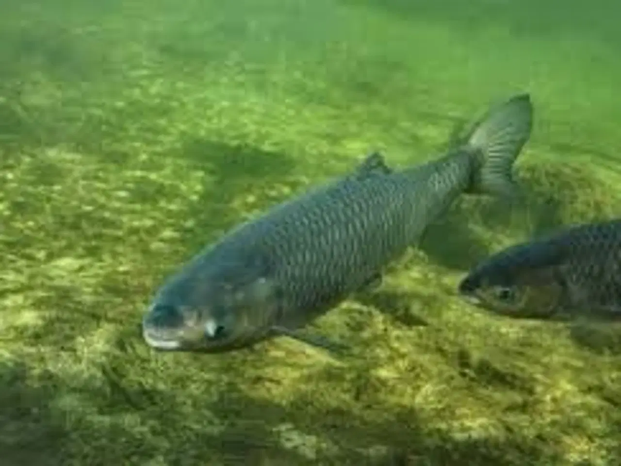 Billede 1 - GRÆSKARPER ((STORE)) ((17-22 CM)) FÅ MÆNGDE RABAT