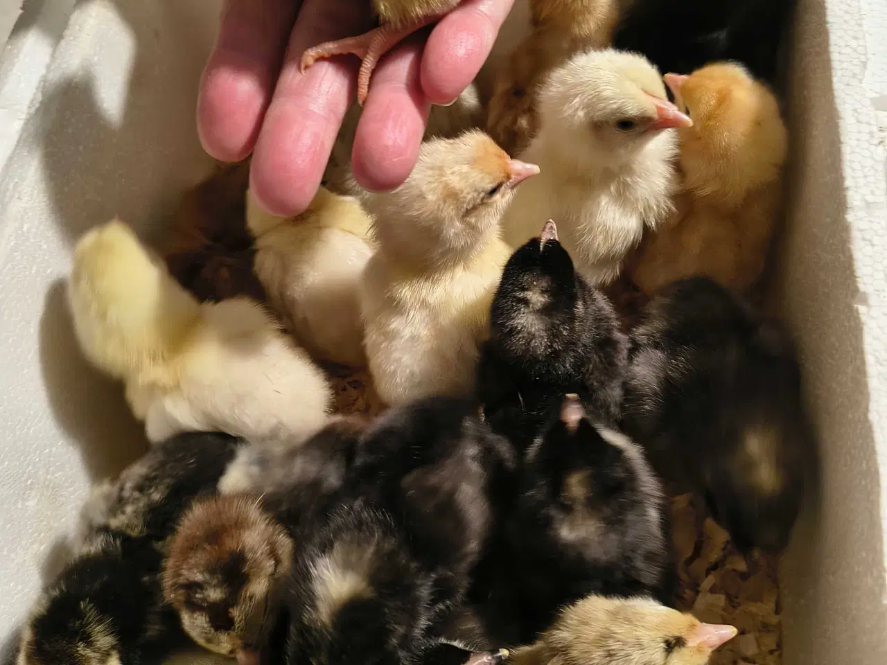 Billede 2 - Daggamle kyllinger klar til skruhøne 