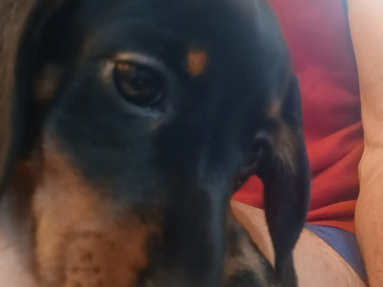Billede 1 - Dværg Gravhund