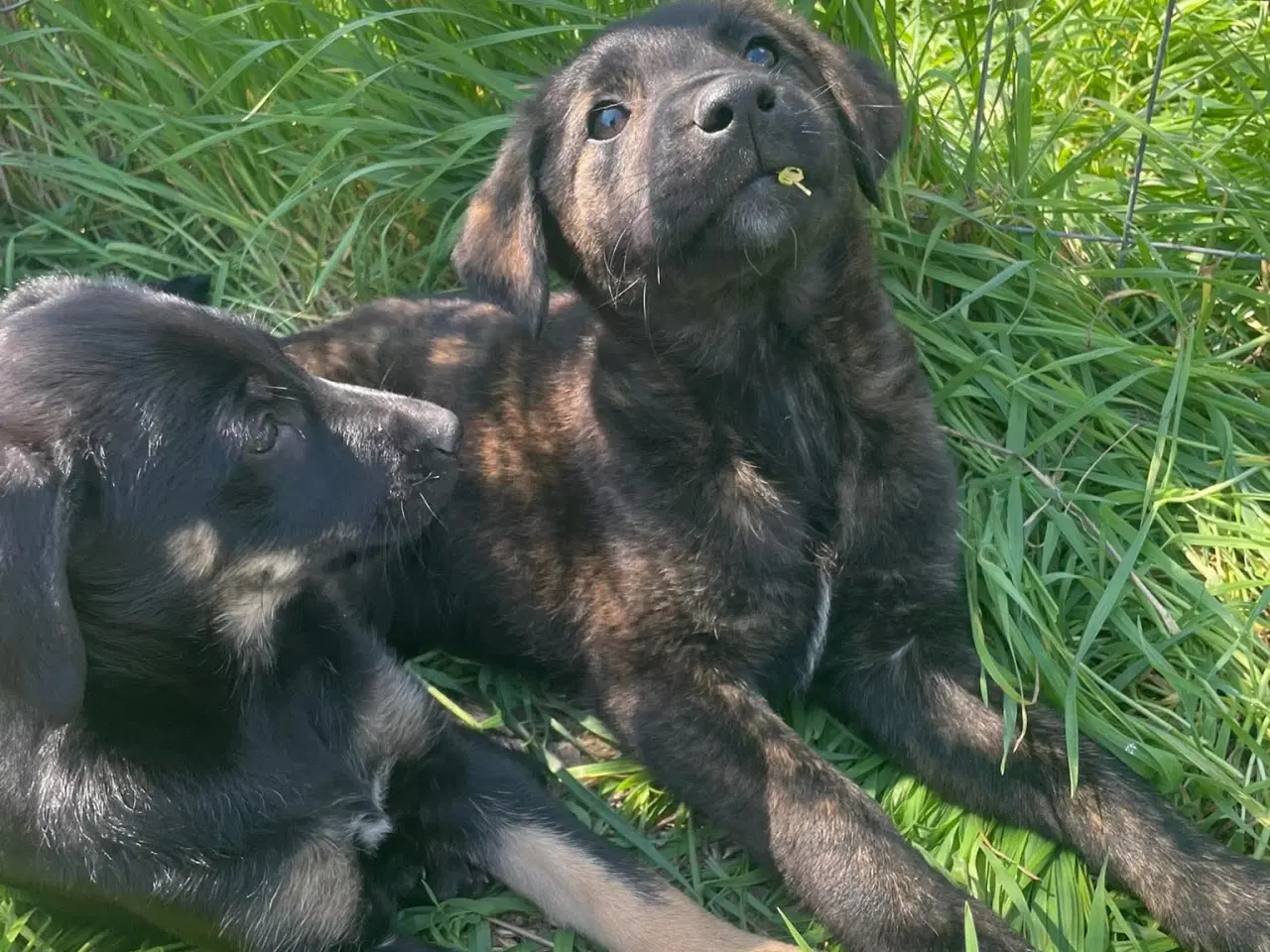 Billede 4 - Kira søger sin egen familie❤️