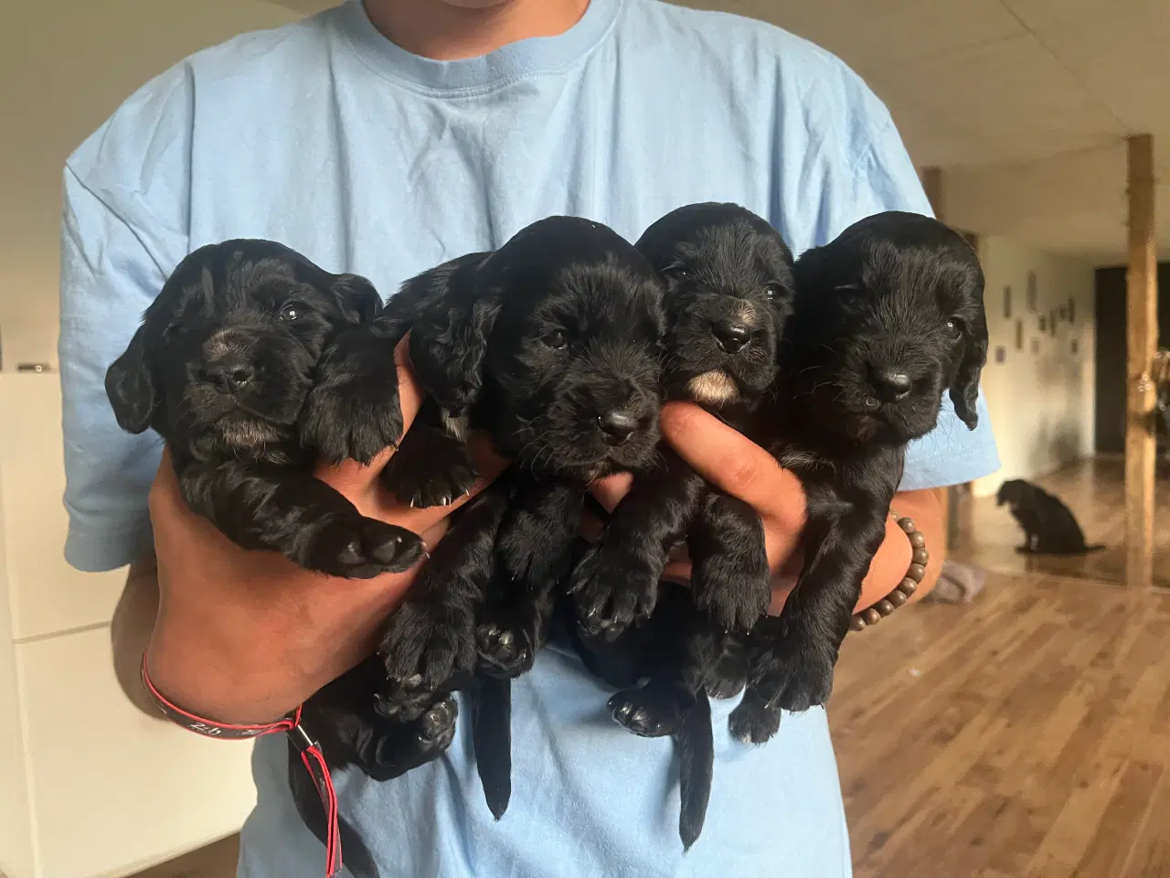 Billede 3 - Ft cocker spaniel