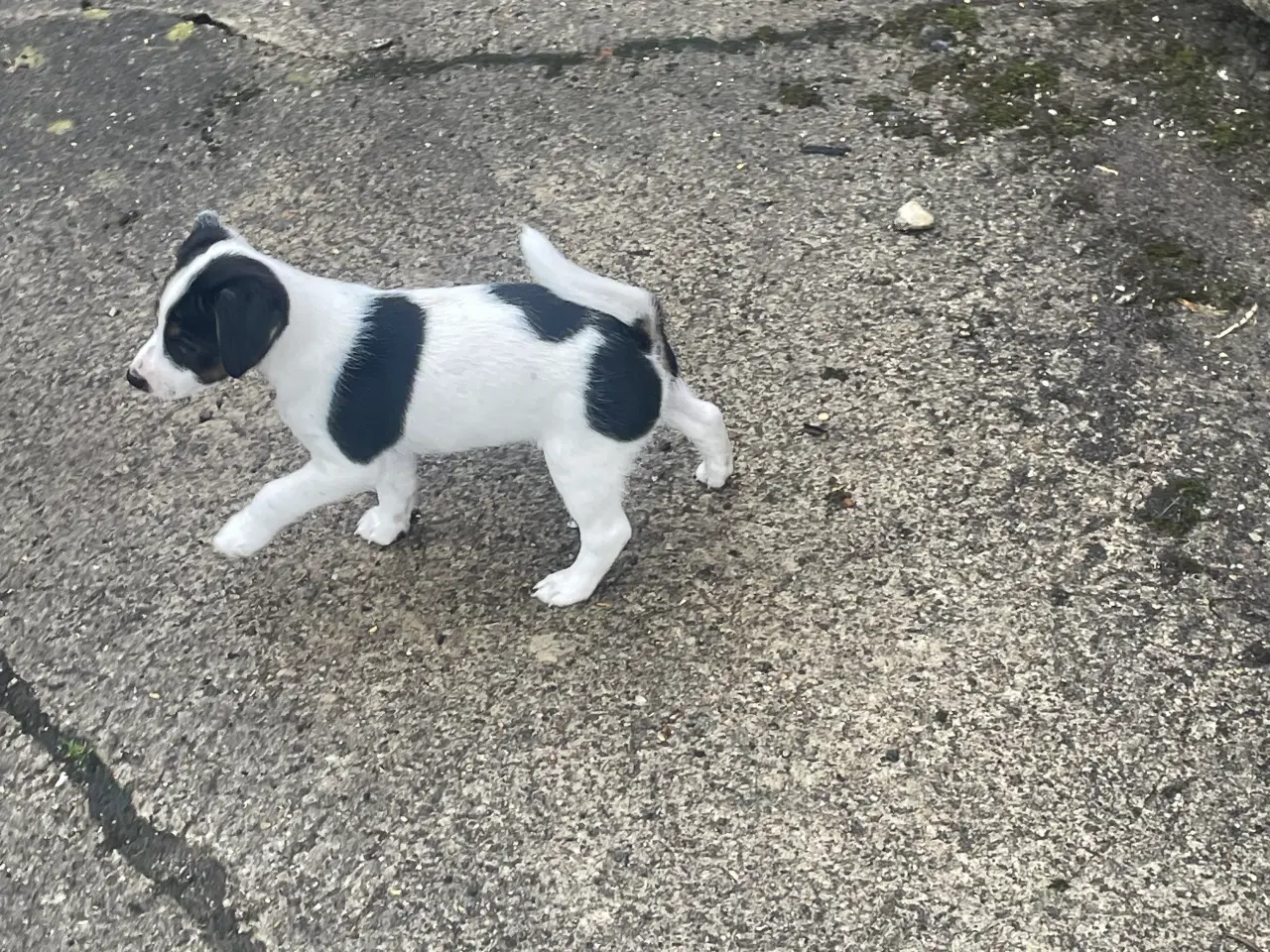Billede 6 - Dansk svensk gård hundehvalpe