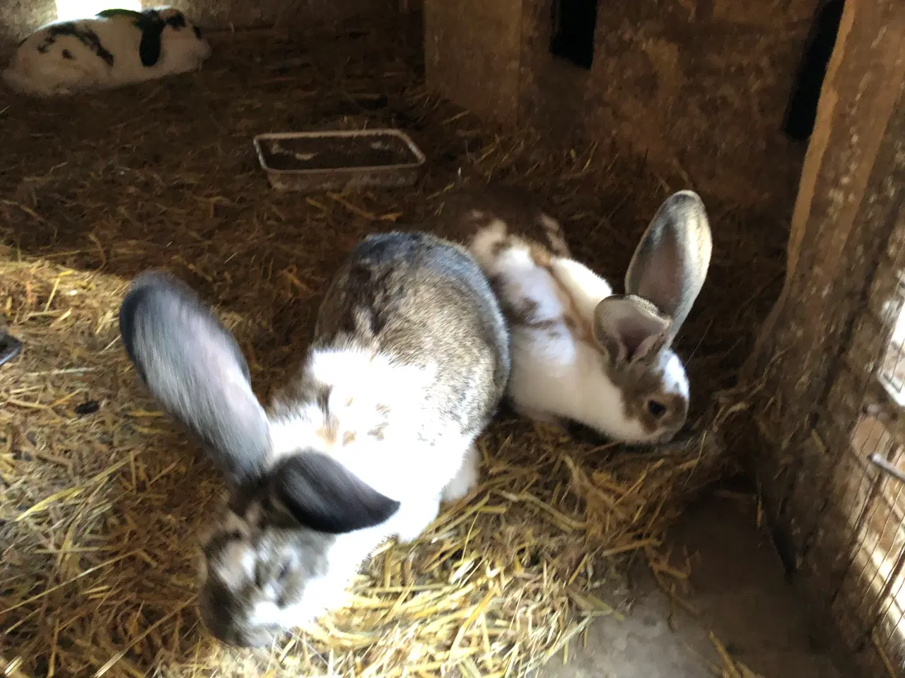 Billede 6 - Hun kanin. 1/2 belgisk kæmpe, 1/4 fransk vædder