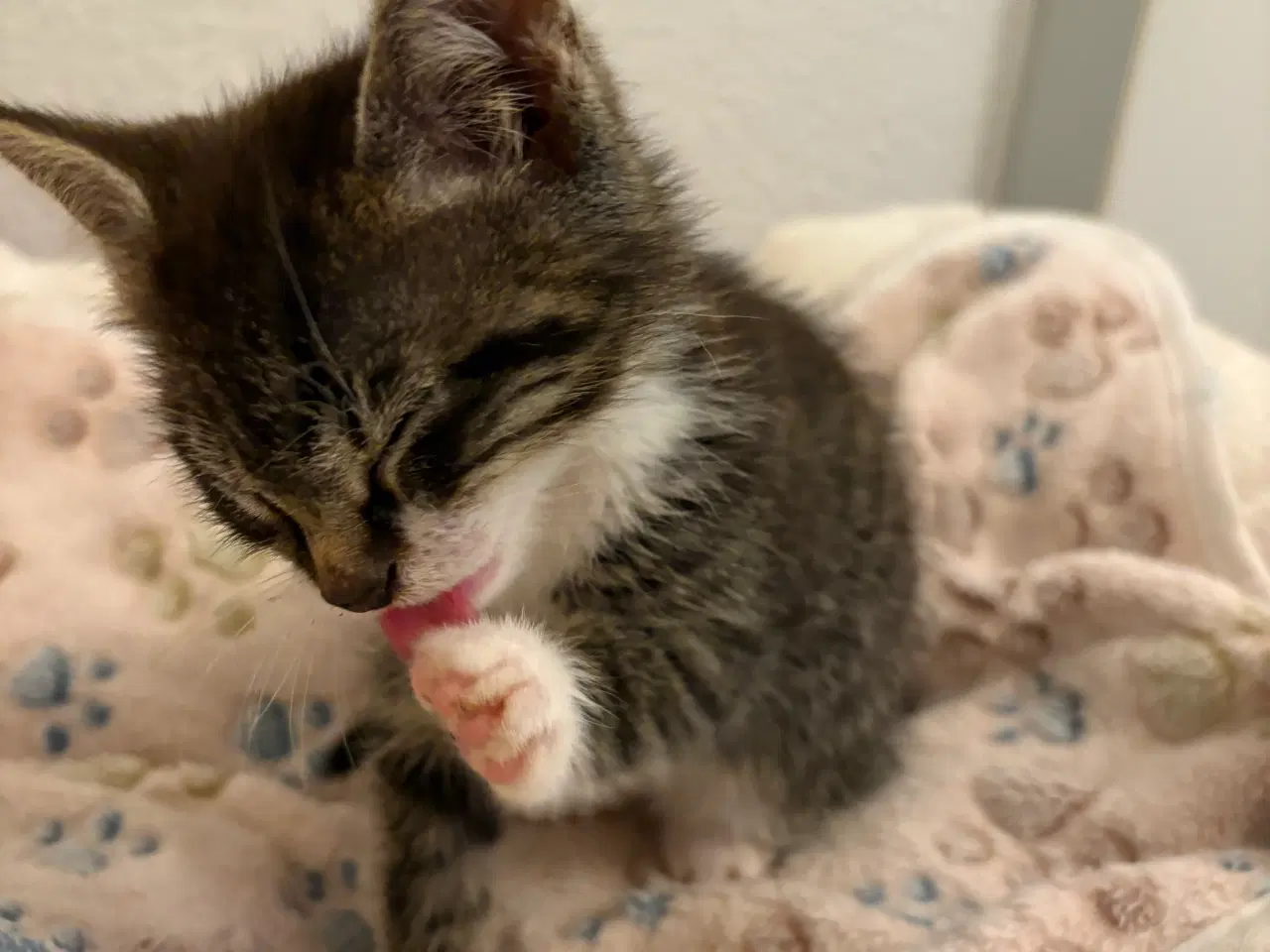 Billede 3 - Killing- kat 