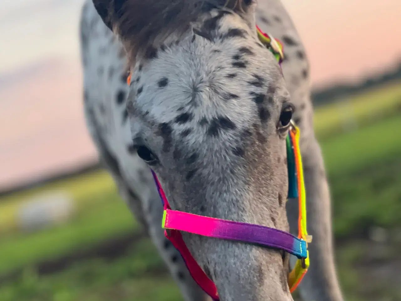 Billede 2 - Smuk Knabstrup blanding 🩵