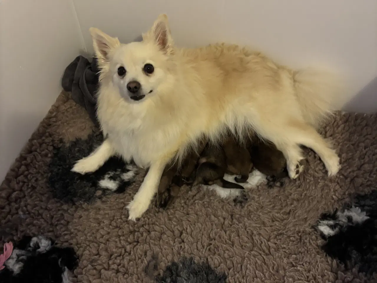 Billede 8 - Pomeranian hvalpe 4 drenge