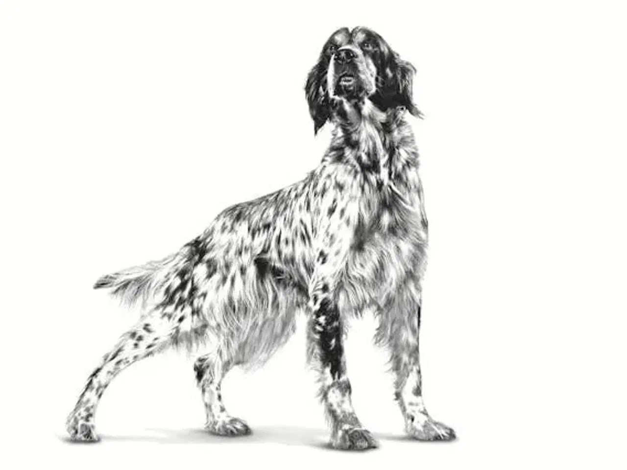 Billede 3 - Hundefoder Royal Canin Hepatic tørfoder – 7 kg